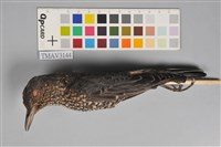 藏品(藍磯鶇)的圖片